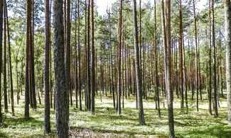 Tuchola, Polonia, foresta