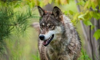 La Sila protegge il lupo con il progetto Wolfnet