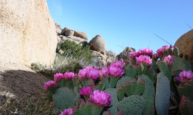 Pianta del deserto