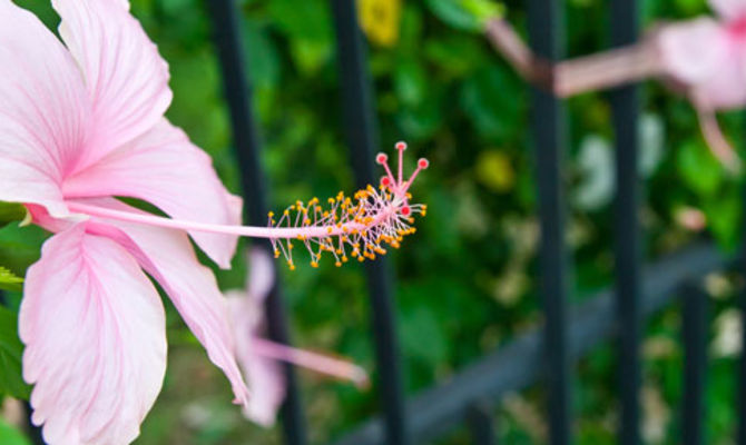 Fiori di hibiscus