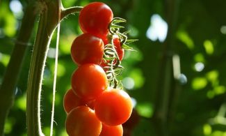 In Sicilia per gustare il Pachino di Siracusa