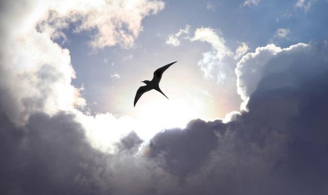 Volo uccello nuvole