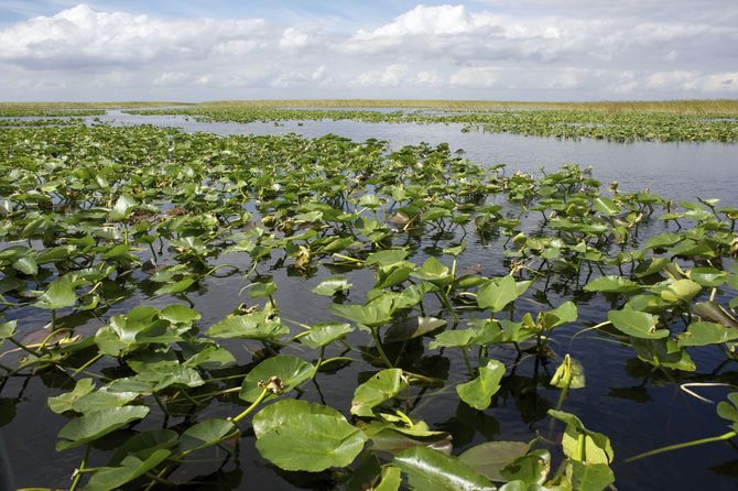 28. Le Everglades