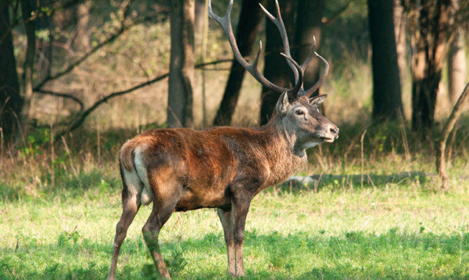 cervo, bosco, natura, animali, corna, emilia romagna, bosco della mesola