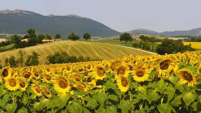 Colline marchigiane