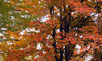 5 escursioni autunnali nel Parco delle Foreste Casentinesi