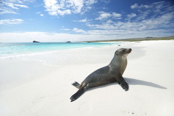 10. Galapagos Beach at Tortuga Bay