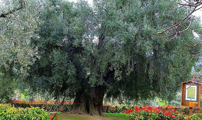 Ulivone di Canneto Sabino