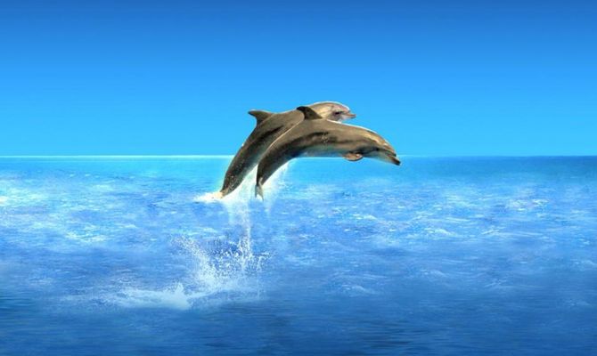 Delfini