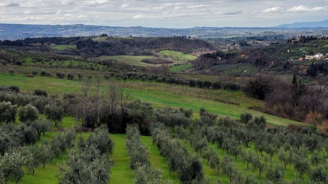 Uliveti in Toscana