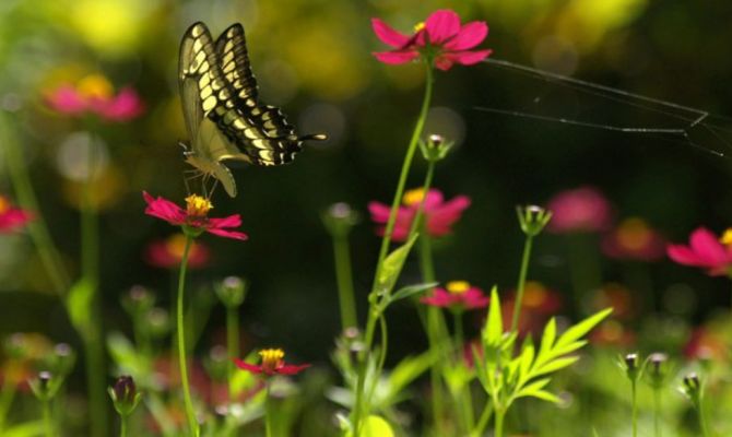 Farfalla sull'isola di Omepete
