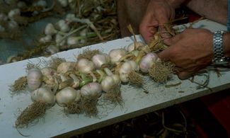 Vessalico: aglio ligure in festa fin dal '700 