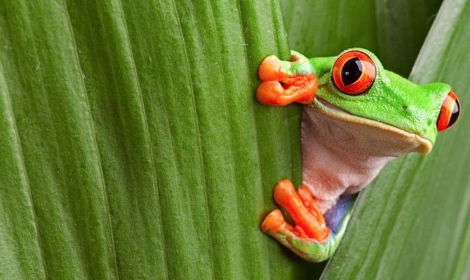 Costa Rica rana esemplare Agalychnis callydrias