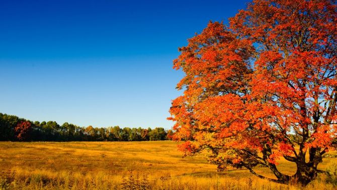 albero in autunno