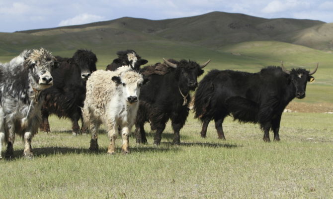 Panorama della Mongolia<br>
