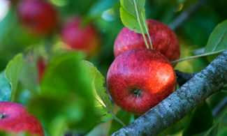 Mela Annurca, rossa naturale della Campania 