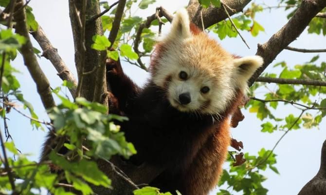 le cornelle bioparco panda minore zoo<br>