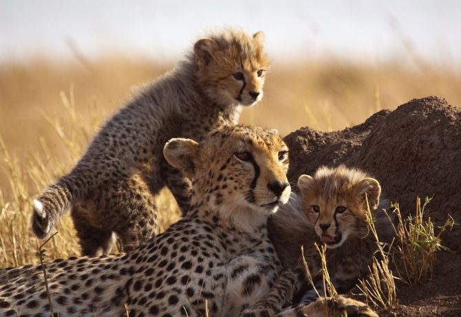 20 Africa