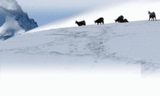 Inverno al Parco Nazionale Gran Paradiso