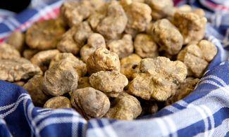 Tartufo Bianco in Fiera ad Alba