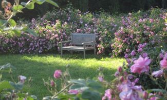 Cordovado, i profumi e i colori del Castello delle Rose