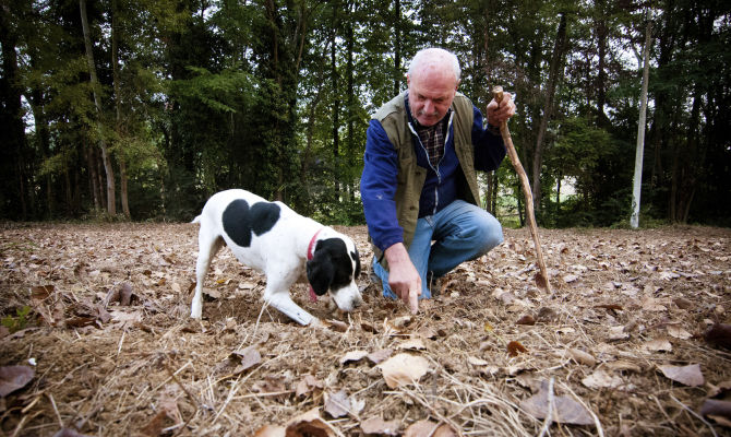 cane da tartufo