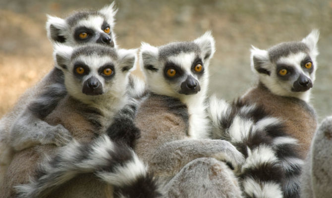 Animali del Madagascar
