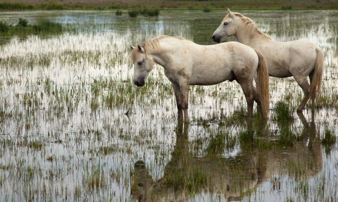 camargue