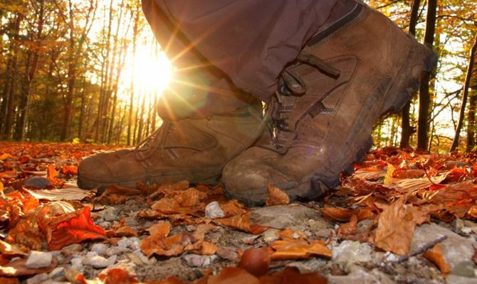 Foresta in autunno