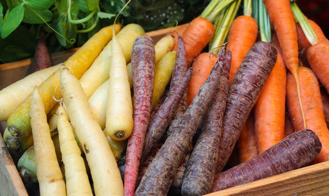 ortaggi, carote di vari colori