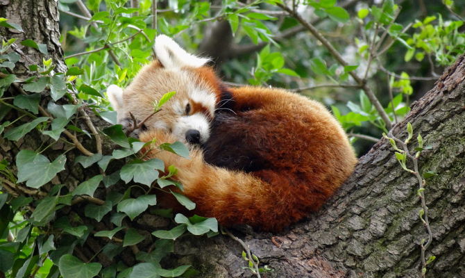 parco la torbiera novara piemonte panda minore natura 