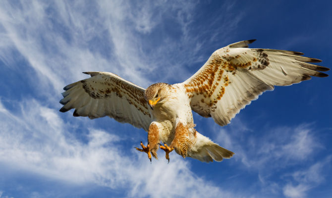 falco rapace volare uccello in volo ali aperte cielo piume