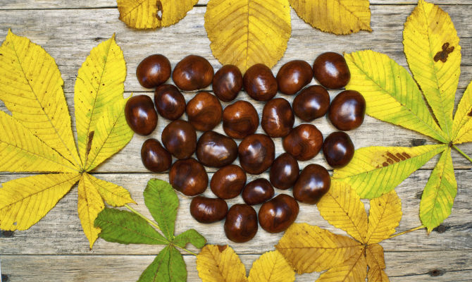 castagne marroni autunno foglie<br>