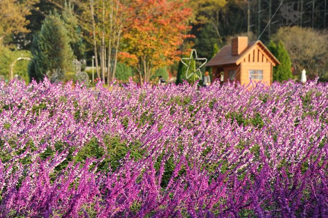 9 Ashikaga Flower Park