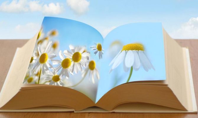 Libro aperto e margherite