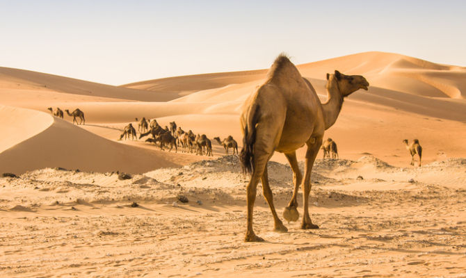 Oman e cammelli