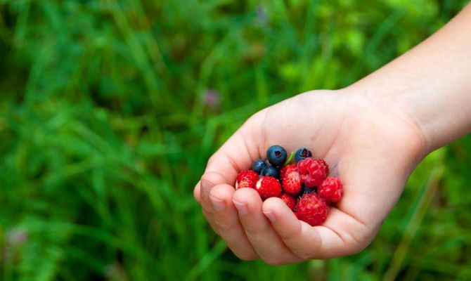 Frutti di bosco, mirtillo e lampone