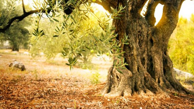 Petruziano delle colline teramane foto