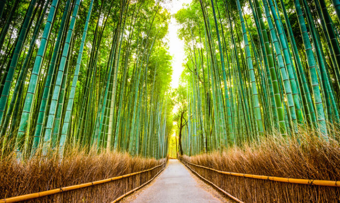 La Foresta di Bambù di Kyoto