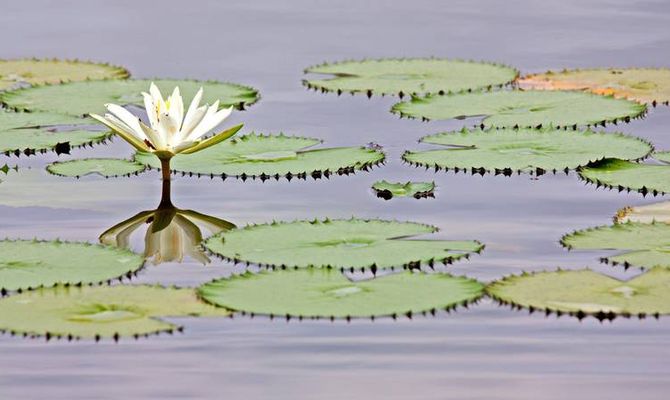 Fiore di loto sull'acqua