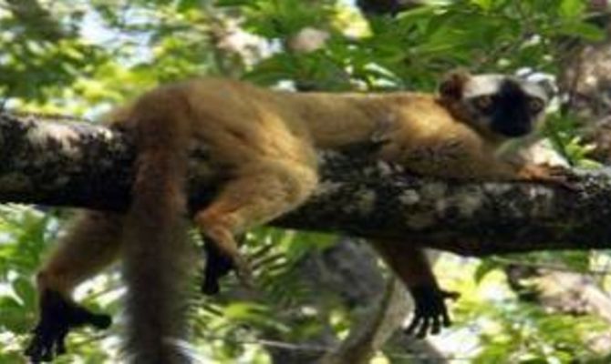 Scheda Madagascar