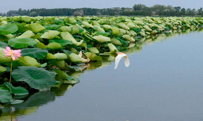 parco del mincio, mantova, italia, natura, fiori di loto, uccello