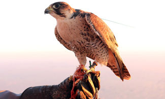 Melfi, la tradizione della falconeria rivive con una festa