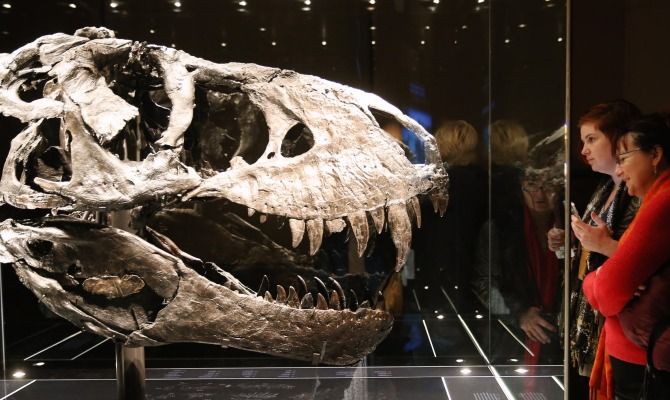 Teschio, tirannosauro rex, dinosauro, museo