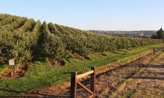 Trekking sulla Strada delle Mele in Piemonte