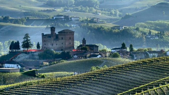 langhe rosa mosqueta foto