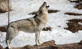 Parla coi lupi. Arriva il  wolf bowling 