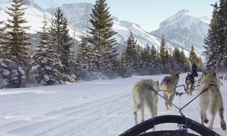  Sleddog