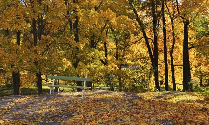 bosco, panchina, autunno, foliage