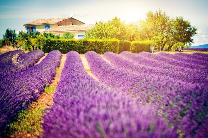 Campi di lavanda